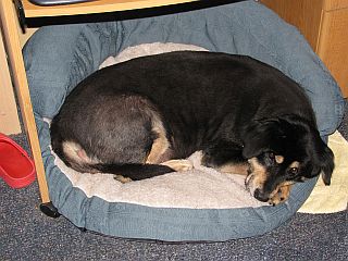 Bear under the Mama’s Desk on the new bed