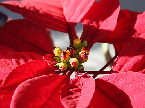 poinsettia.jpg