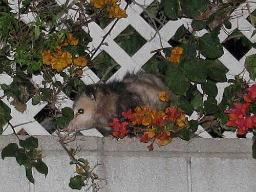 possum.jpg