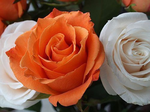 two-roses.jpg