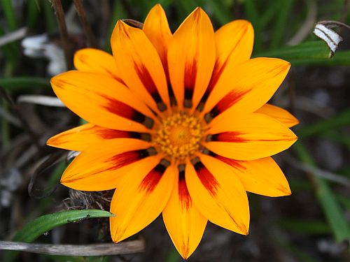 gazania.jpg