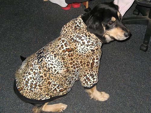 leopard-dog.jpg