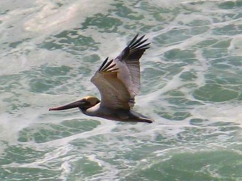 pelican-ocean-rock.jpg