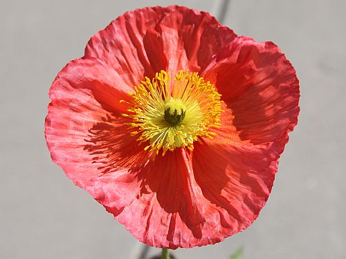 red-poppy.jpg
