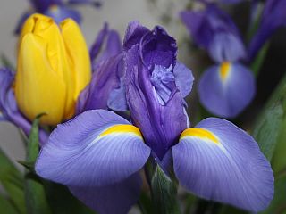 tulip-iris.jpg