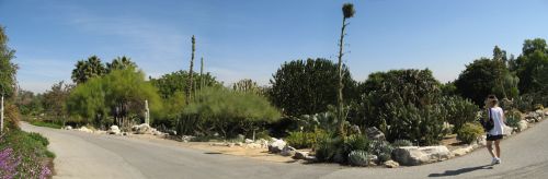 cactus-garden-pan.jpg