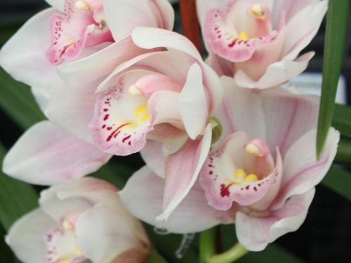 cymbidium.jpg