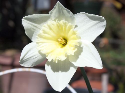 daffodil3.jpg