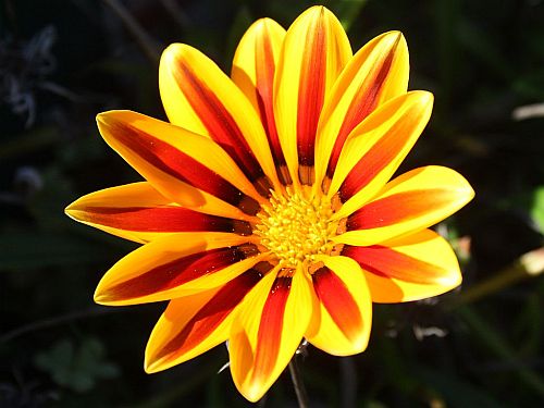 gazania.jpg