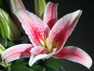 star gazer