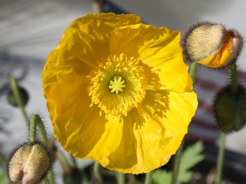 yellow poppy