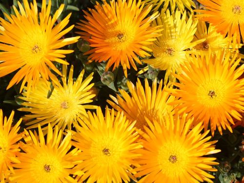 iceplant2.jpg