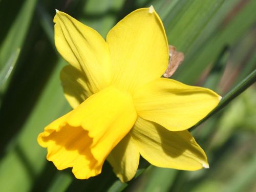 miniature daffodil