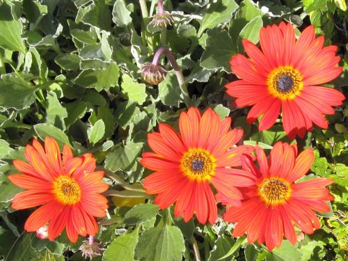 orange-daisies.jpg
