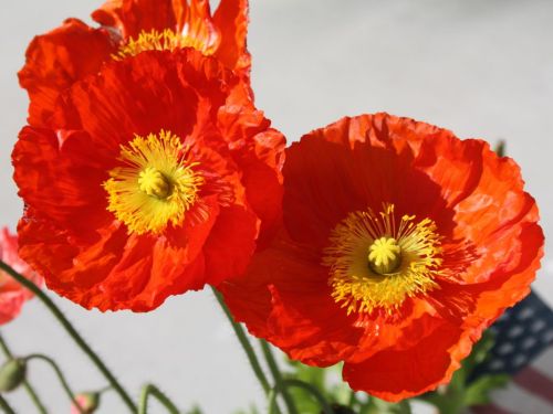 poppies