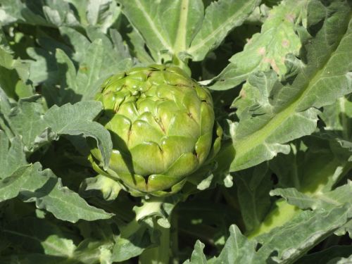 artichoke.jpg