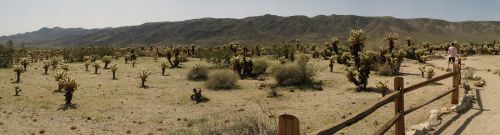 cholla-garden-pan.jpg