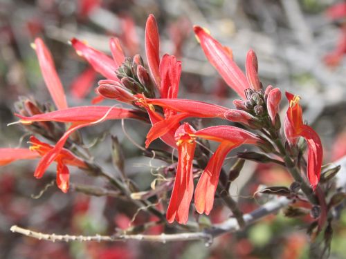 indian-paintbrush.jpg