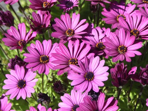 daisies