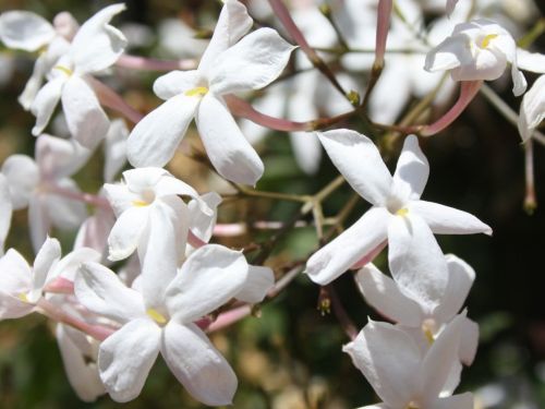 star-jasmine.jpg