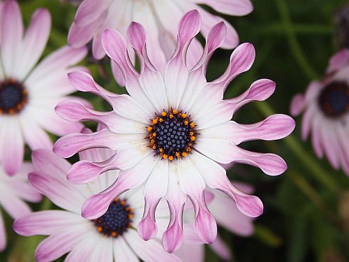 african-daisy.jpg