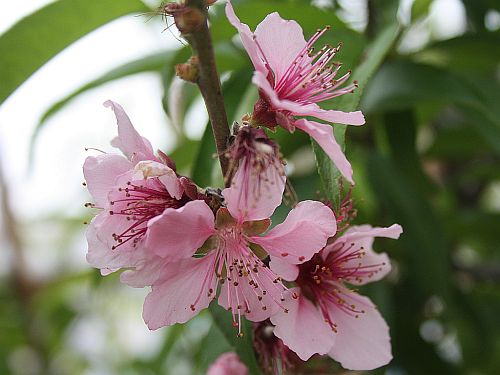 peach-blossoms.jpg