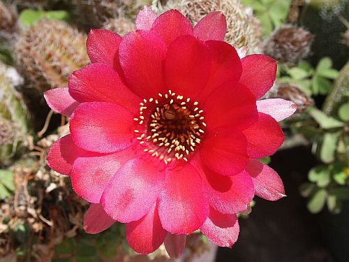 Pink Cactus Flower