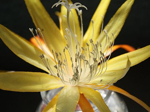 spring-gold.jpg
