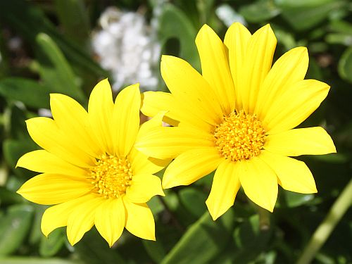 yellow-gazanias.jpg