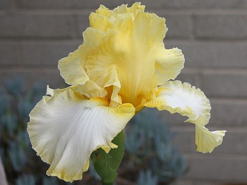 yellow iris