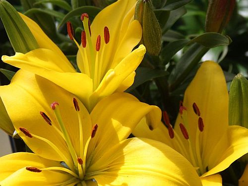 yellow-lilies.jpg