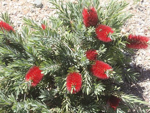 bottle-brush.jpg