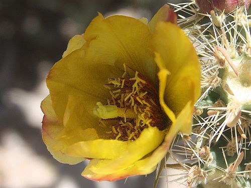 cholla-flower.jpg