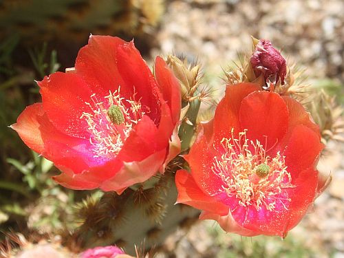 crimson-profusion.jpg