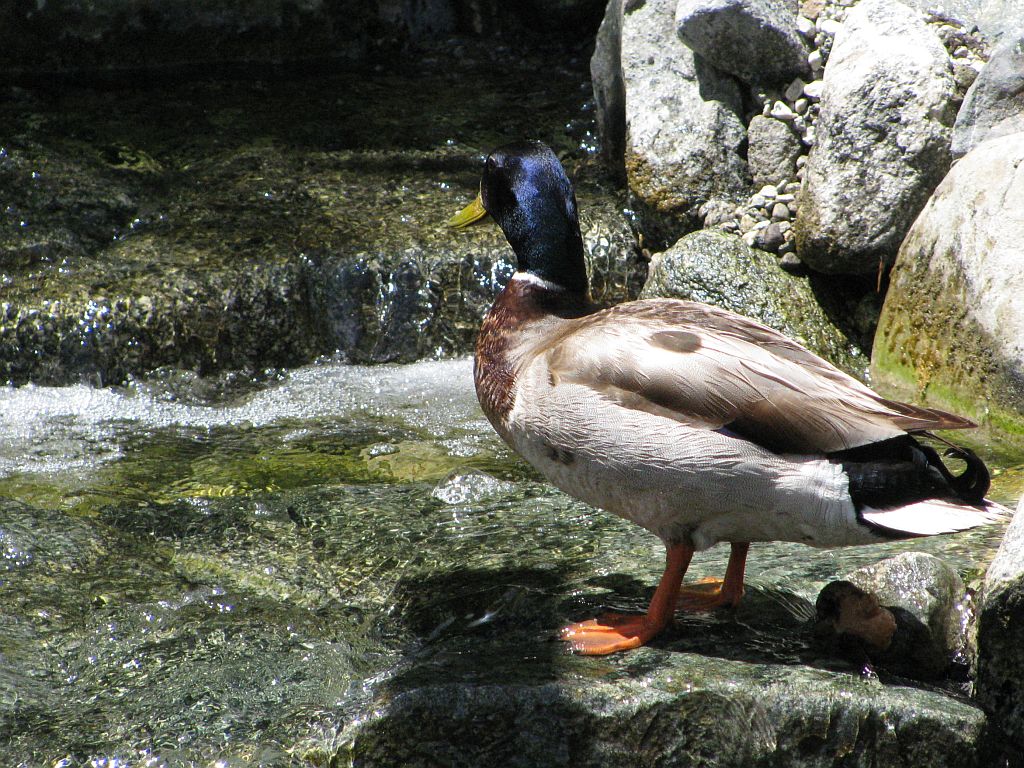 duck-waterfall.jpg