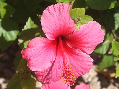 hibiscus.jpg