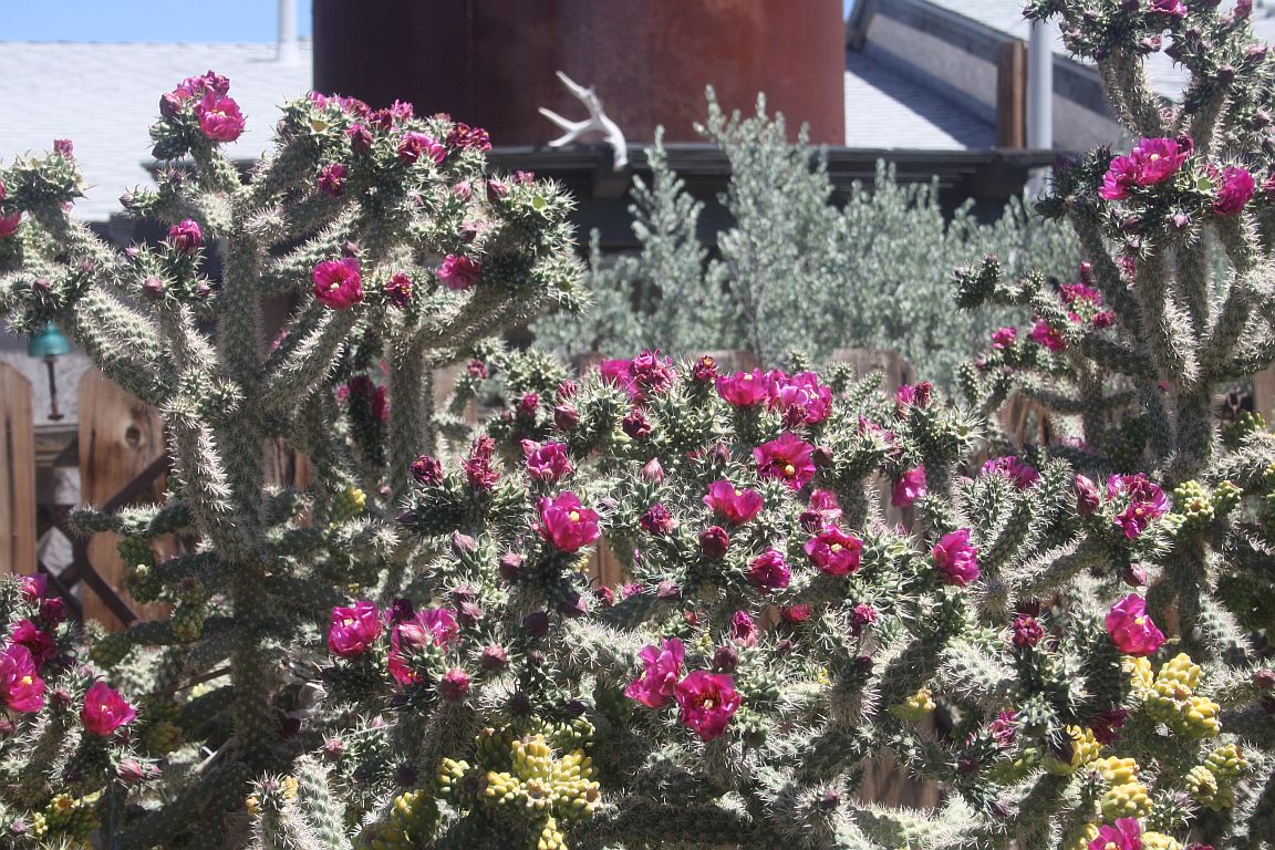 pink-cholla.jpg