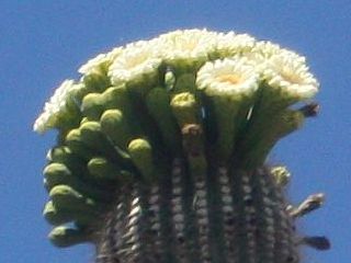 saguaro.jpg