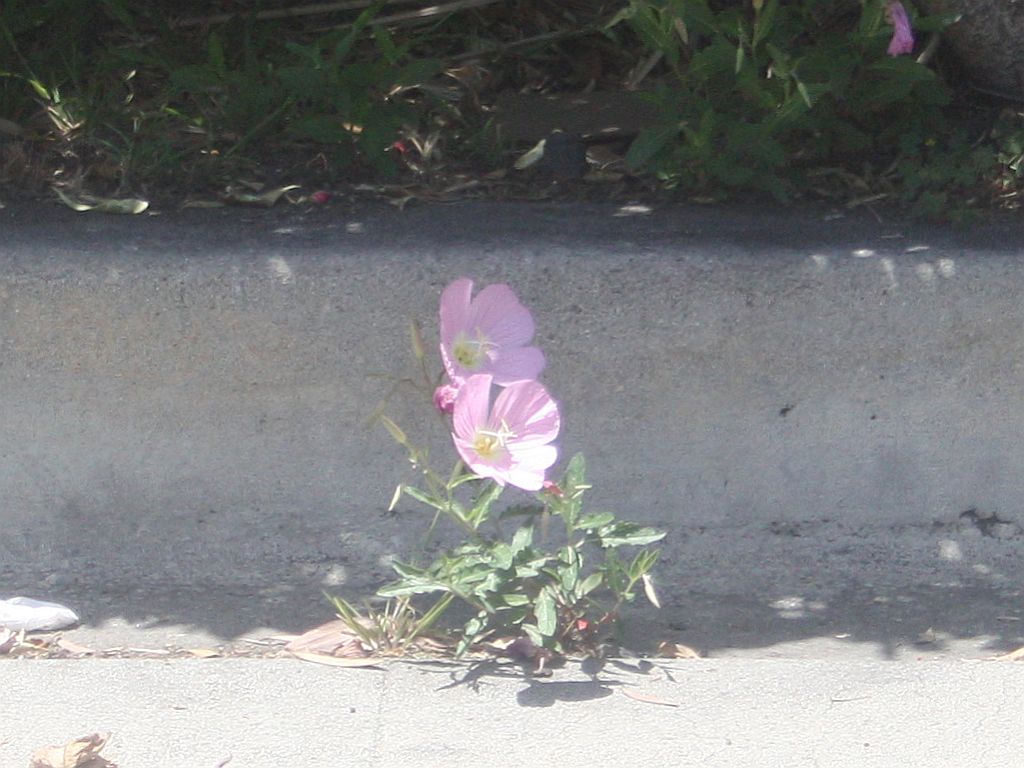 wildflower.jpg