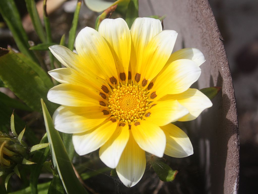 gazania.jpg