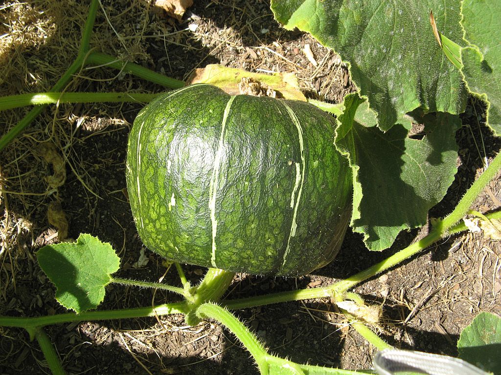 kabocha.jpg