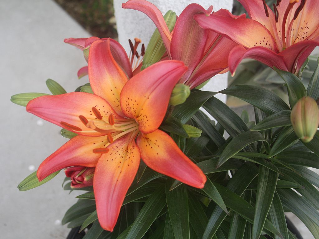 porch-lilies.jpg