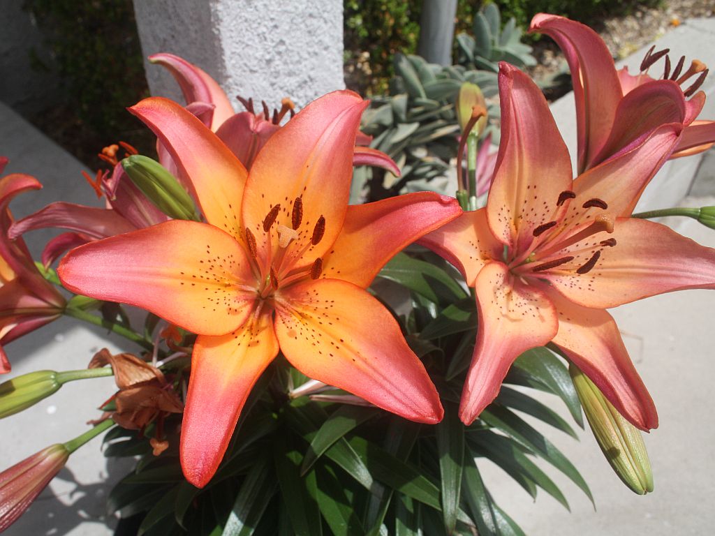 porch-lilies1.jpg