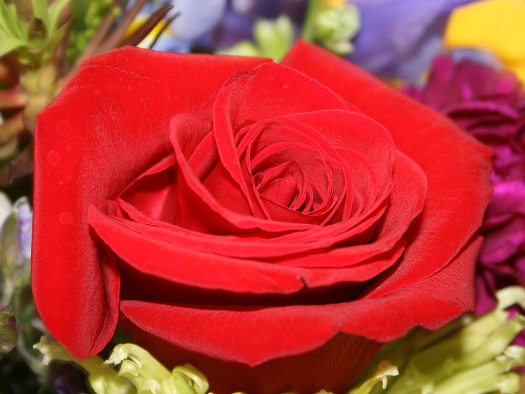 red-rose.jpg