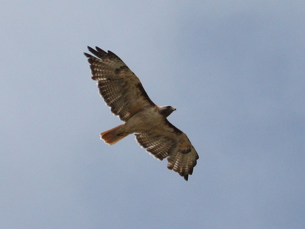 red-tail.jpg