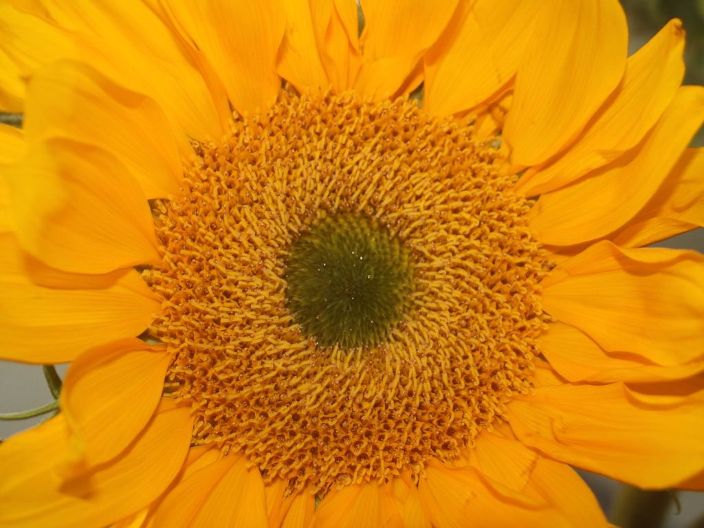 sunflower.jpg