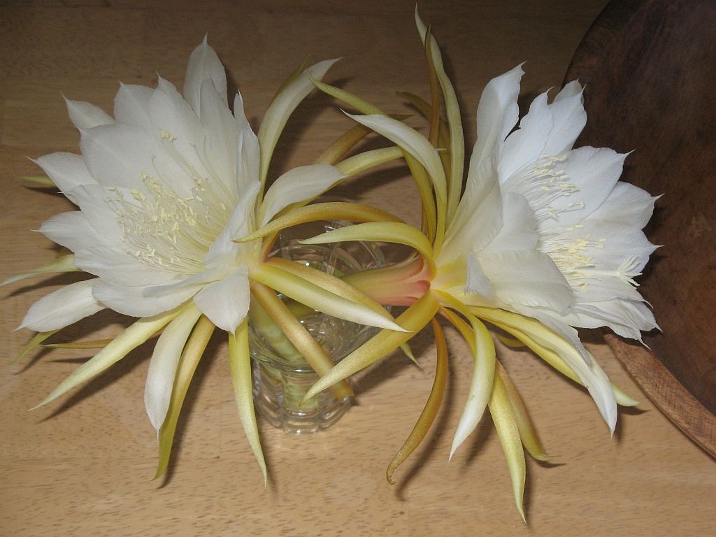 white-epiphyllum.jpg