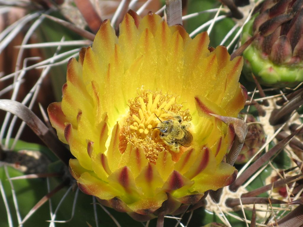 bee-flower.jpg