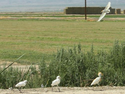 cattle-egret.jpg