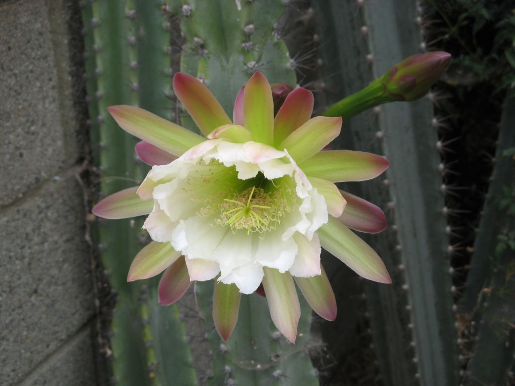 cereus.jpg